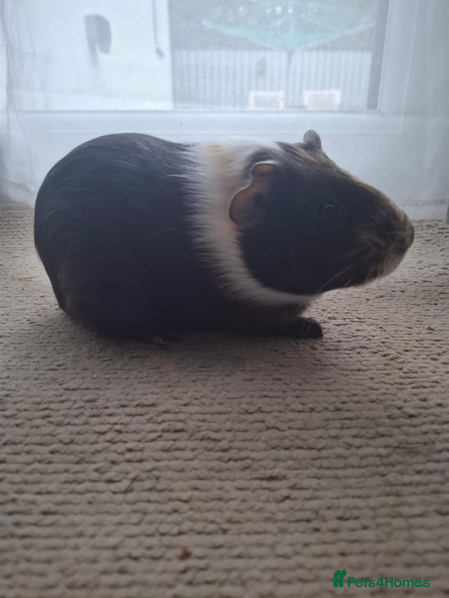 Guinea Pig rodents Male guinea pig  - Advert 1