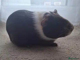 Guinea Pig rodents Male guinea pig - Advert 1