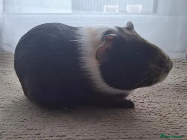 Guinea Pig rodents Male guinea pig - Advert 1