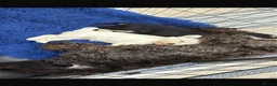 Miniature Schnauzer dogs for sale: Health tested miniature schnauzer puppies in Stafford - Advert 2