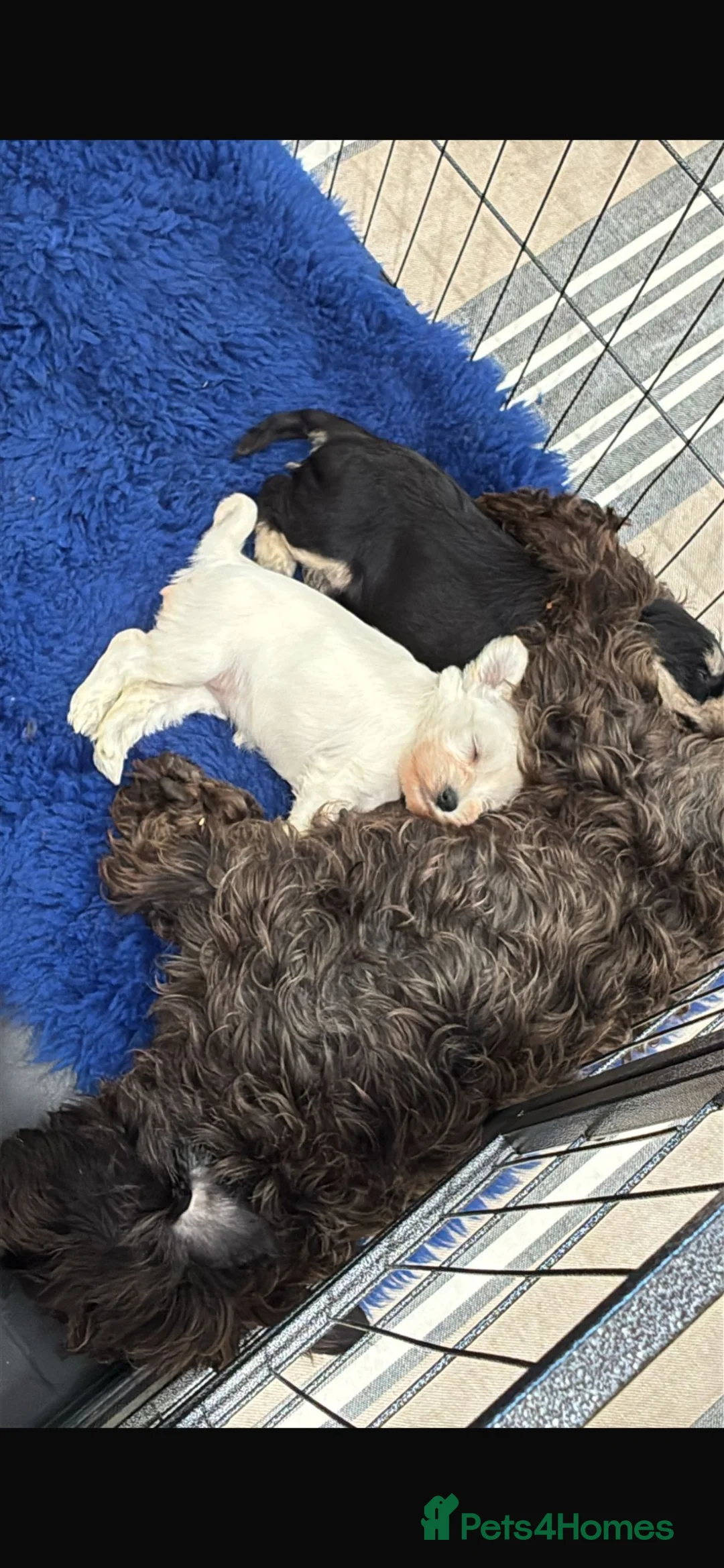 Miniature Schnauzer dogs for sale: Health tested miniature schnauzer puppies in Stafford - Advert 2