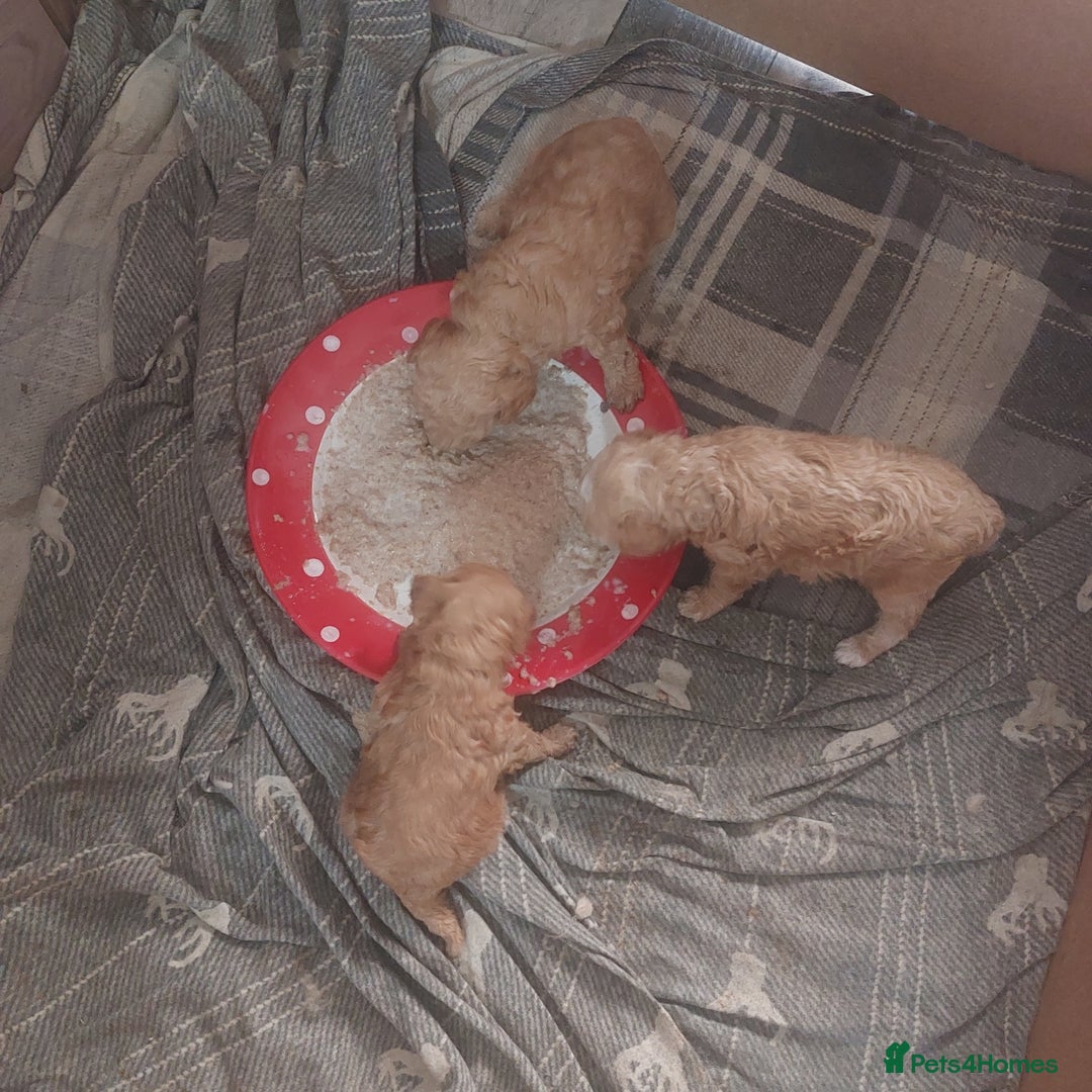 Miniature Poodle dogs for sale: MINIATURE POODLES - Image 14