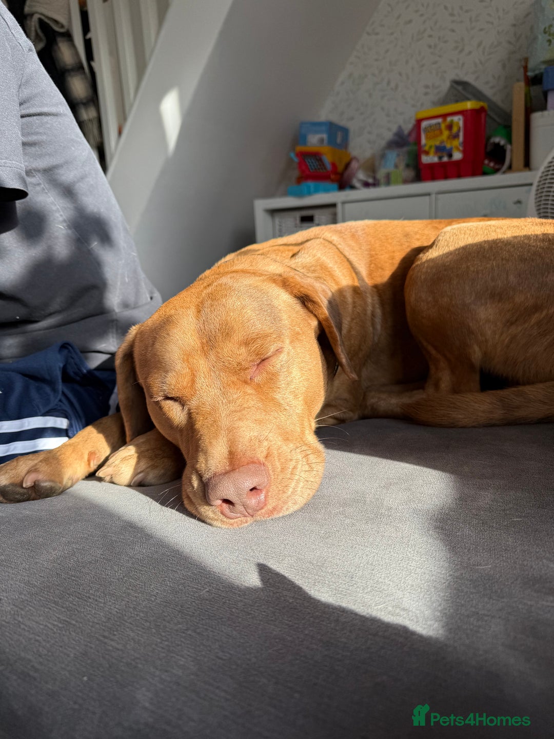 Mixed Breed dogs for sale: Staffy X Collie Rehome  - Advert 3