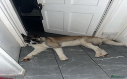 Akita dogs for sale: American Akita for adoption - Image 6