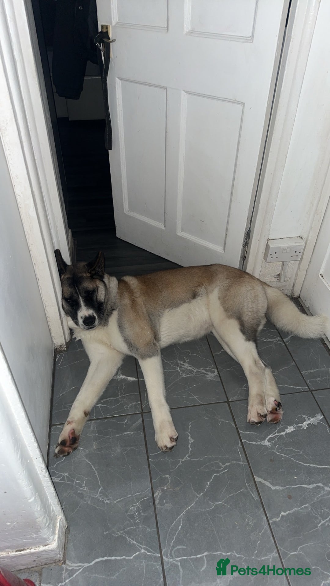 Akita dogs for sale: American Akita for adoption - Image 6