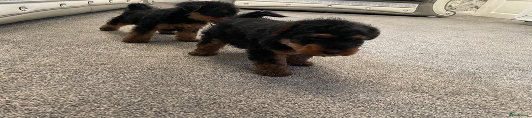 Welsh Terrier Puppy 1