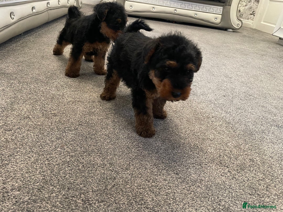 Welsh Terrier dogs for sale: Welsh terrier Puppies - Image 4