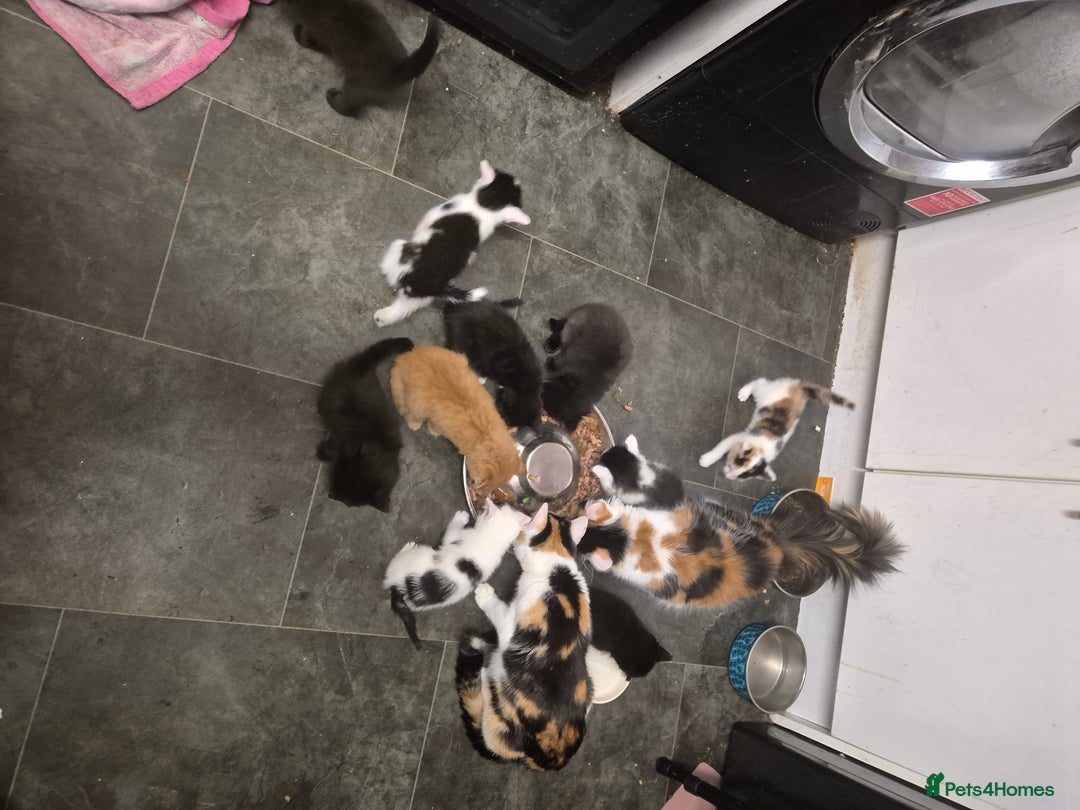 Mixed Breed cats for sale: Gorgeous kittens long and short haired - Image 12