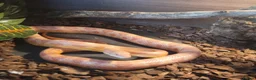 Corn Snake reptiles for sale: Male Cornsnake in Rotherham - Advert 1
