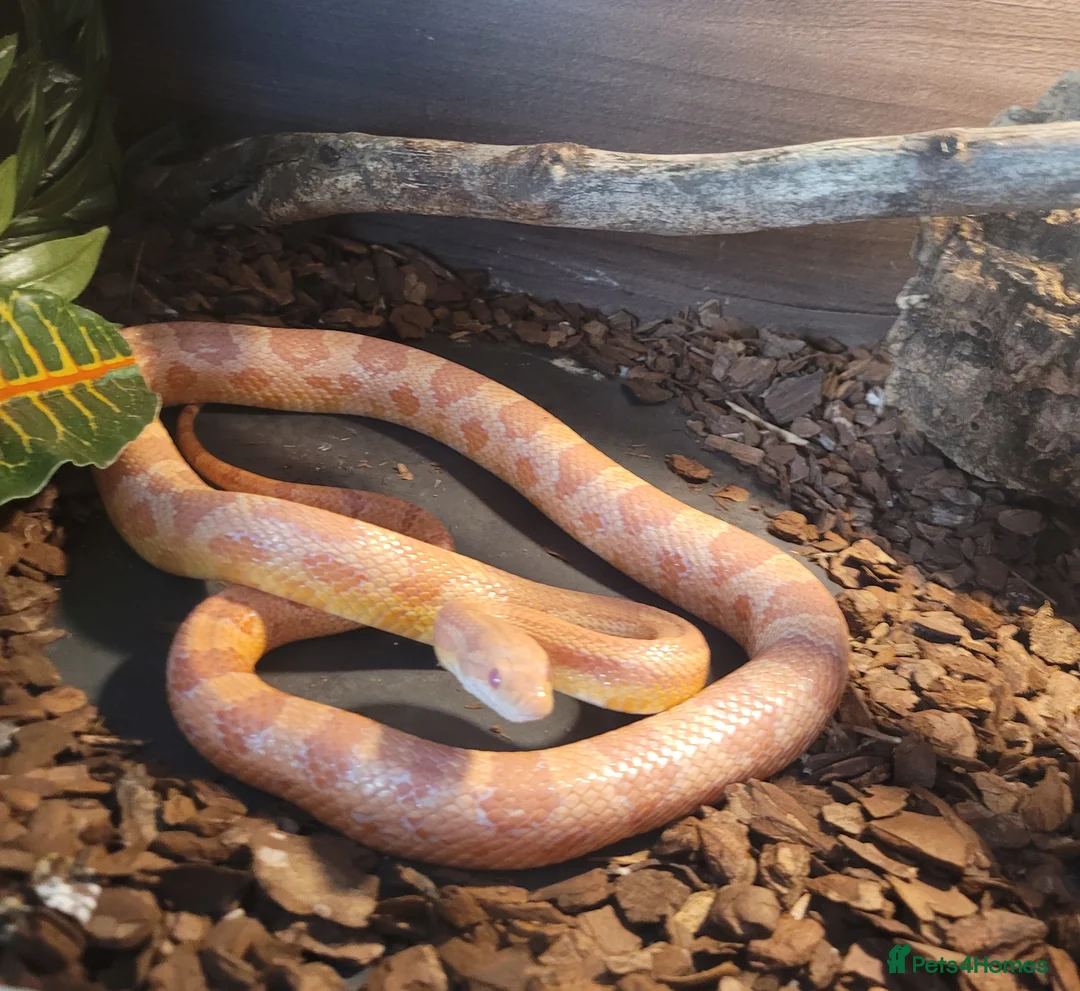 Corn Snake reptiles for sale: Male Cornsnake in Rotherham - Advert 1