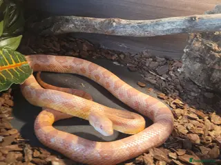 Corn Snake reptiles Male Cornsnake - Advert 1
