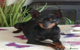 English Toy Terrier dogs for sale: Quality English toy terrier Male  puppy - Image 8