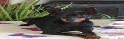 English Toy Terrier dogs for sale: Quality English toy terrier Male  puppy - Advert 8