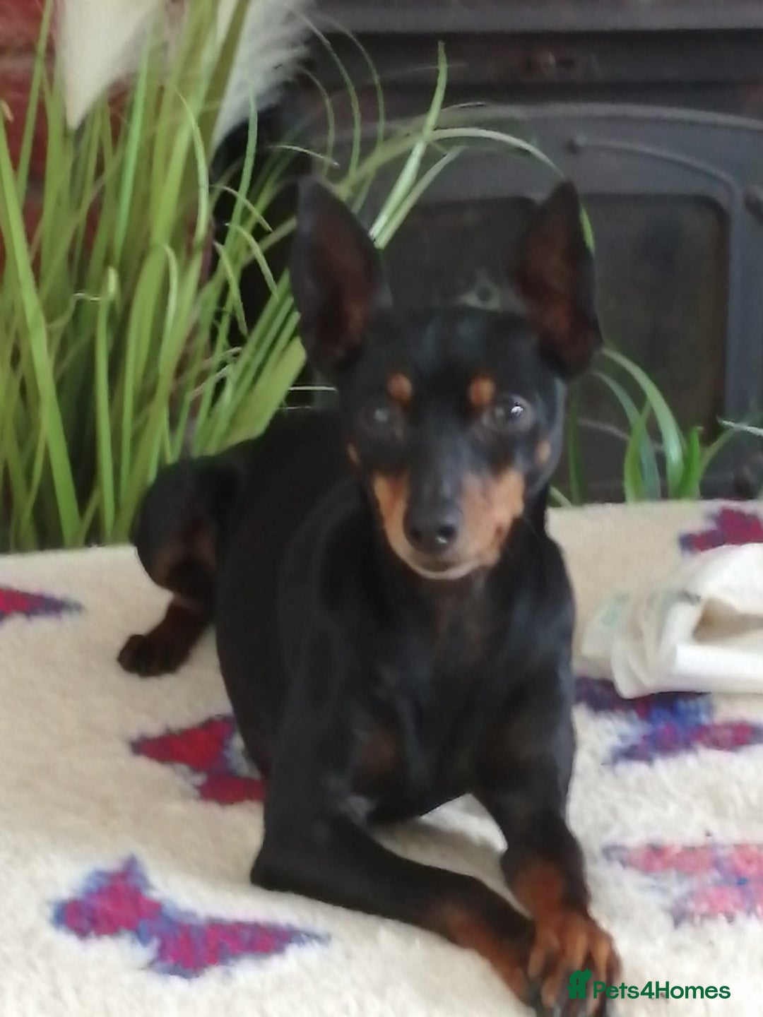 English Toy Terrier dogs for sale: Quality English toy terrier Male  puppy - Image 8