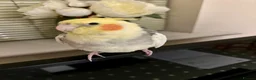 Cockatiels birds for sale: Looking for loving home & caring home  in Devizes - Advert 2