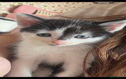 Domestic Shorthair cats for sale: Teddy is looking for his forever home  - Image 2