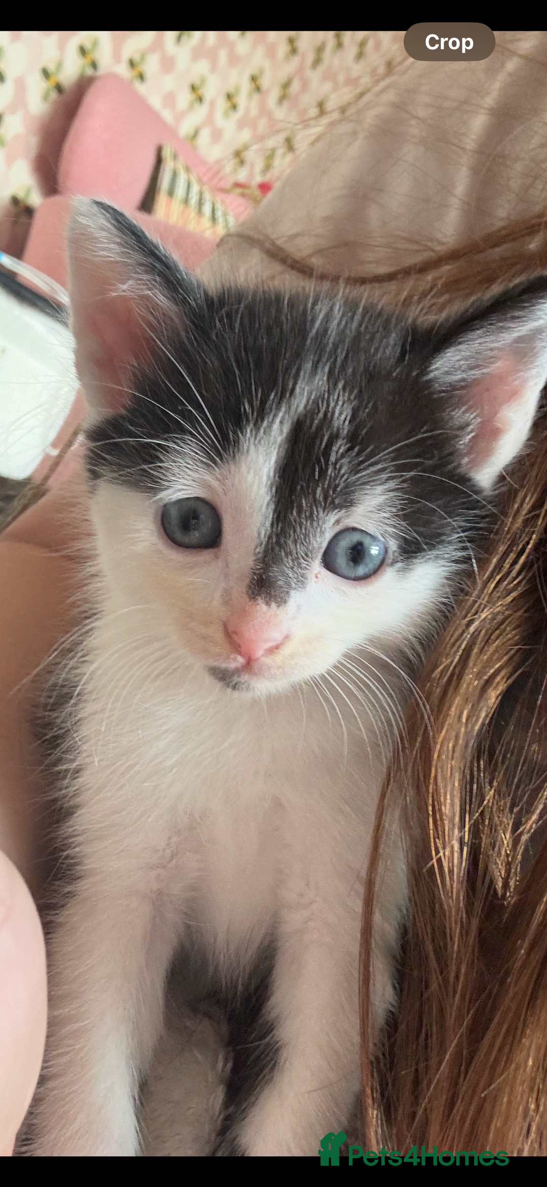 Domestic Shorthair cats for sale: Teddy is looking for his forever home  - Image 2