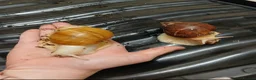 Snails invertebrates for sale: Giant African land snails for sale  - Advert 4