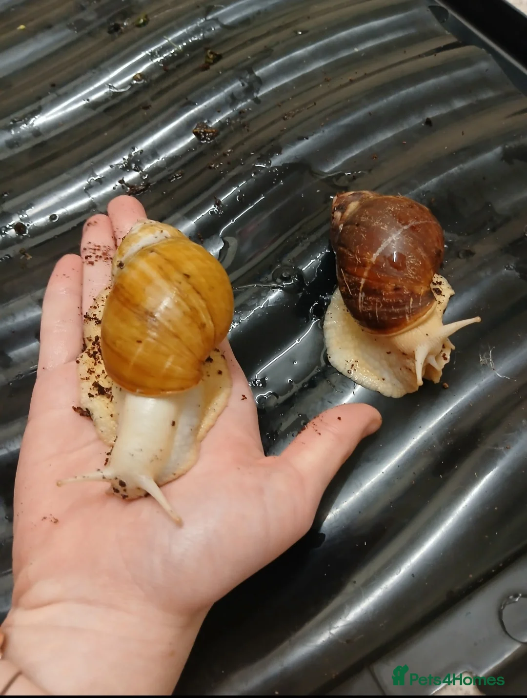 Snails invertebrates for sale: Giant African land snails for sale  - Advert 2