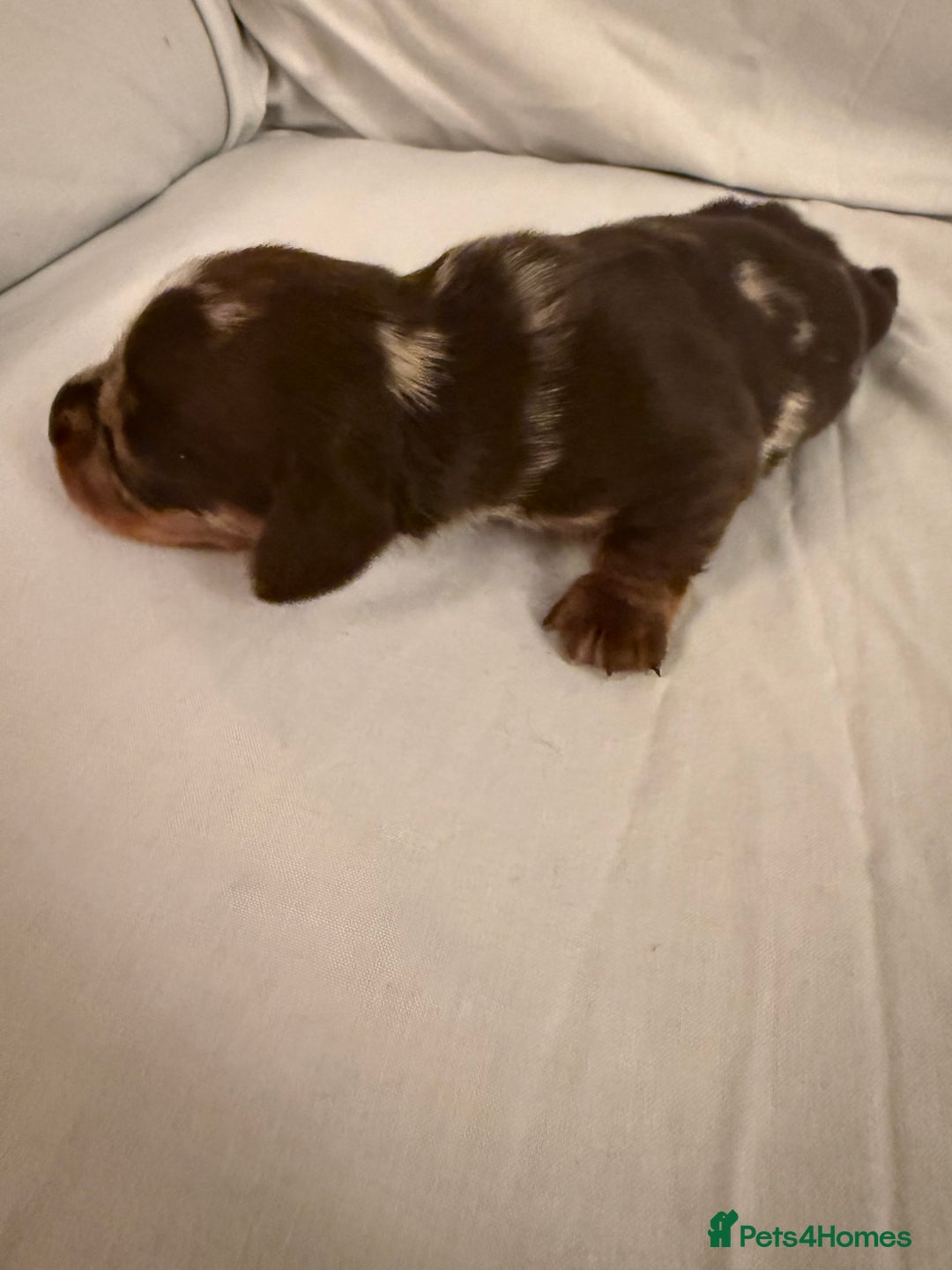 Dachshund dogs for sale: Miniature Dachshund puppies for sale - Advert 28