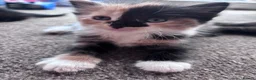 Mixed Breed cats for sale: Beautiful fluffy kittens - Advert 2