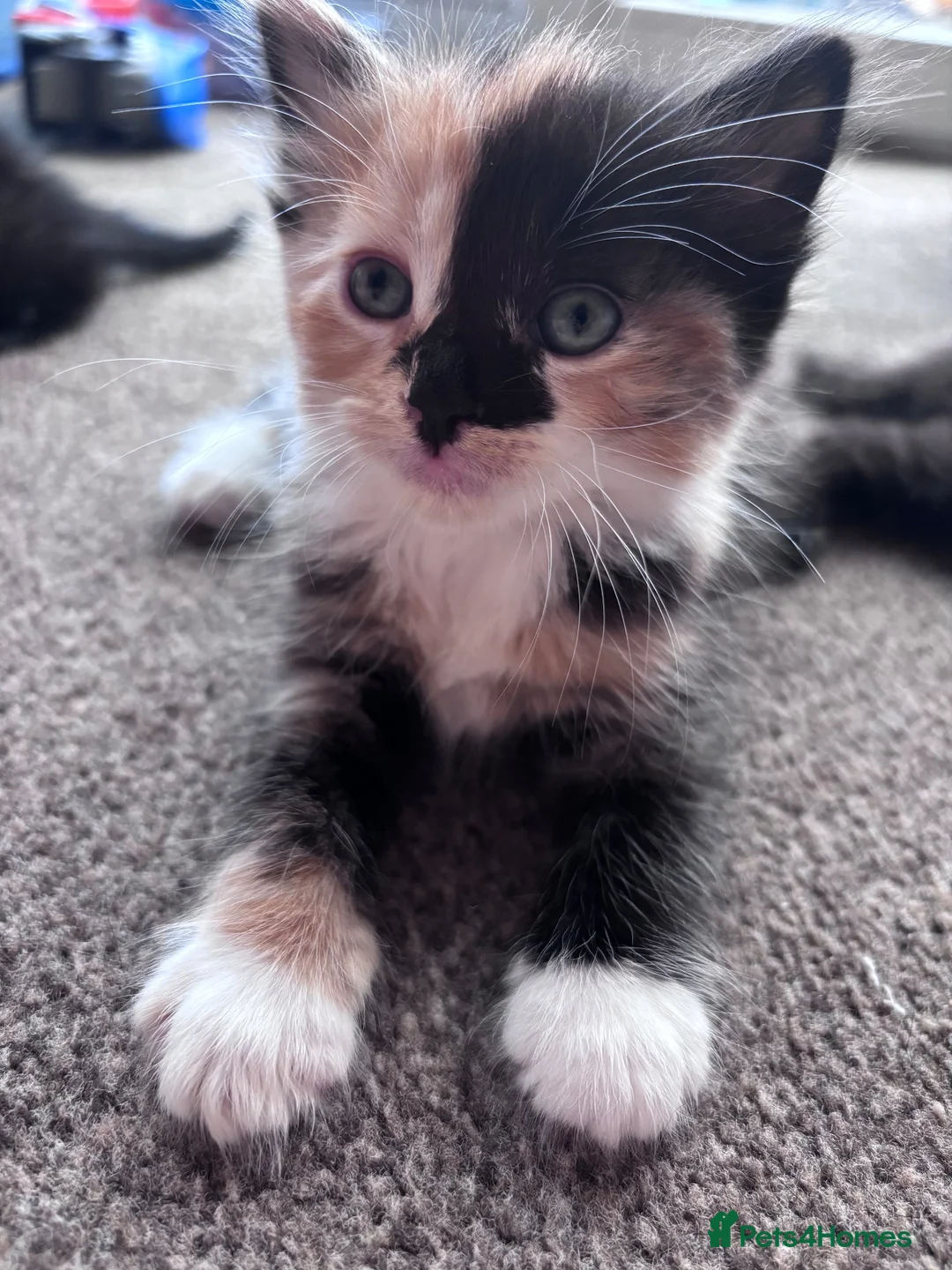Mixed Breed cats for sale: Beautiful fluffy kittens - Advert 2