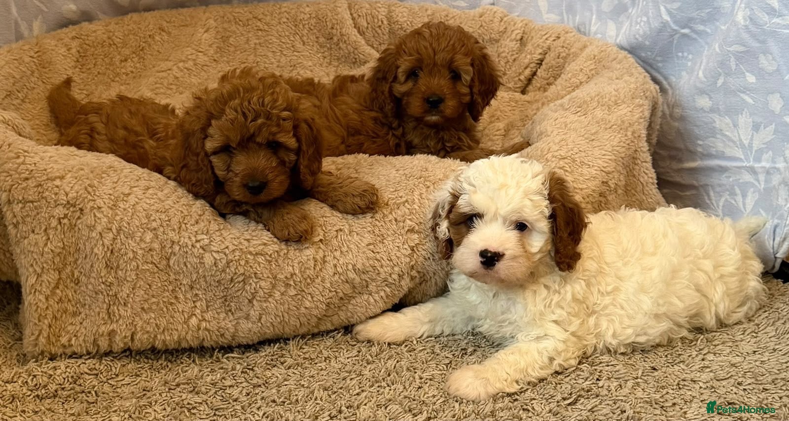Cavapoo dogs Adorable F1 health clear cavapoo puppies - Advert 9