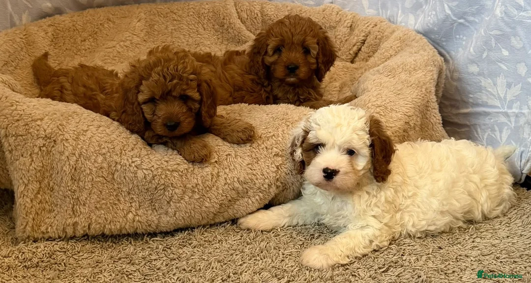 Cavapoo dogs for sale: Adorable F1 health clear cavapoo puppies in Staines - Advert 2