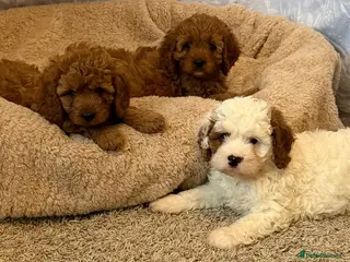 Cavapoo dogs Adorable F1 health clear cavapoo puppies - Advert 9