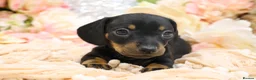 Miniature Dachshund dogs for sale: Miniature Dachshund Puppies - Advert 5