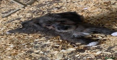 Bedlington Terrier dogs - Advert 2