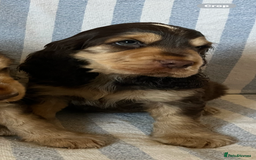 Cocker Spaniel dogs for sale: ADORABLE KC REG SHOW TYPE COCKER SPANIEL PUPPIES - Image 13