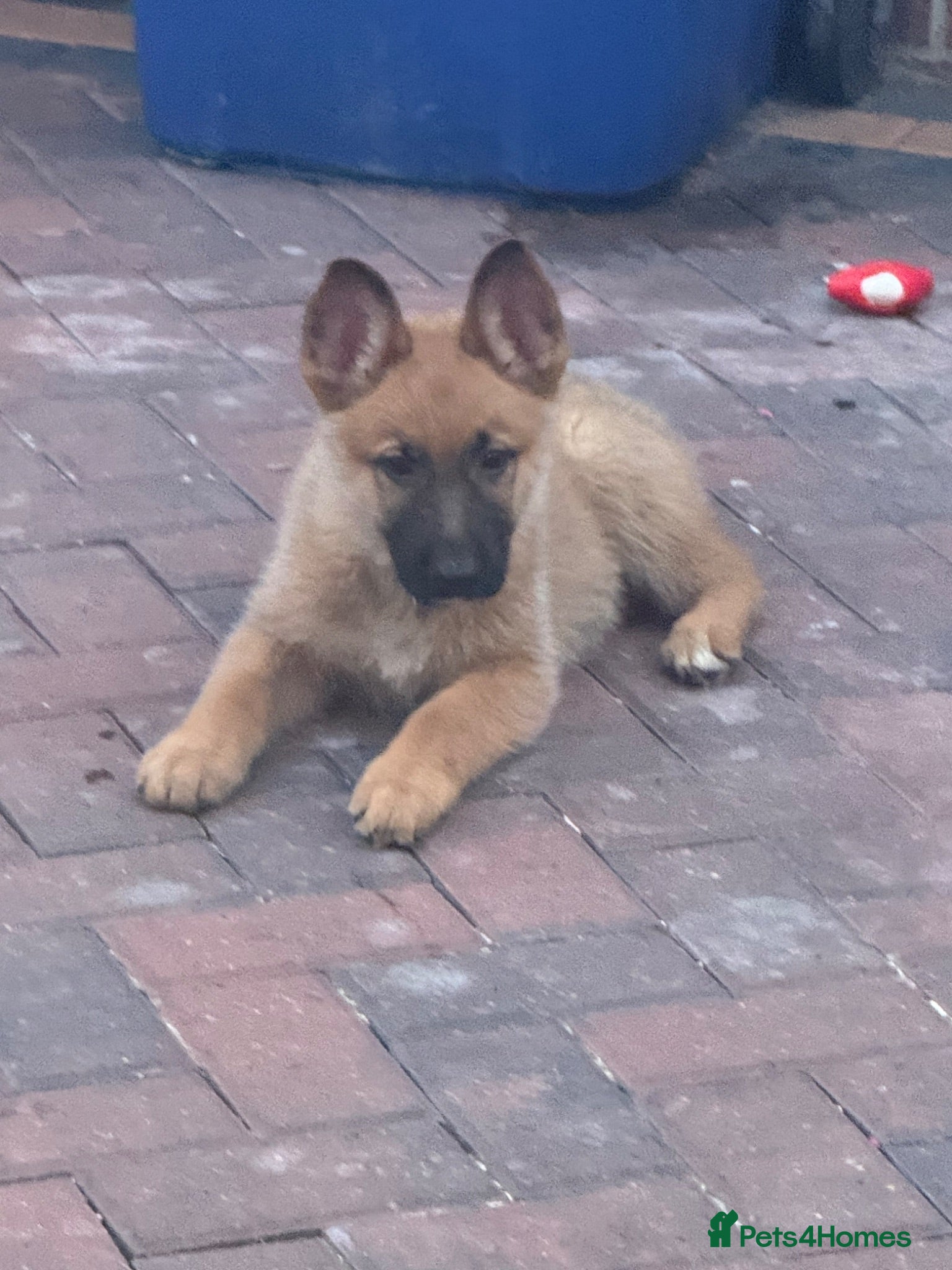 Mixed Breed dogs German Shepherd cross Belgium Malanai READY TO GO  - Advert 2