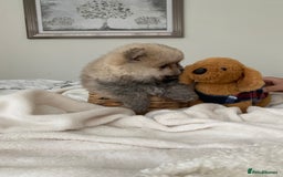 Pomeranian dogs for sale: Pomeranian  - Image 10