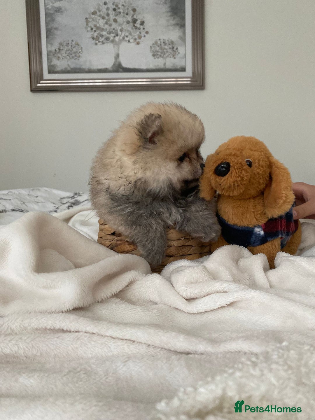 Pomeranian dogs for sale: Pomeranian  - Image 10