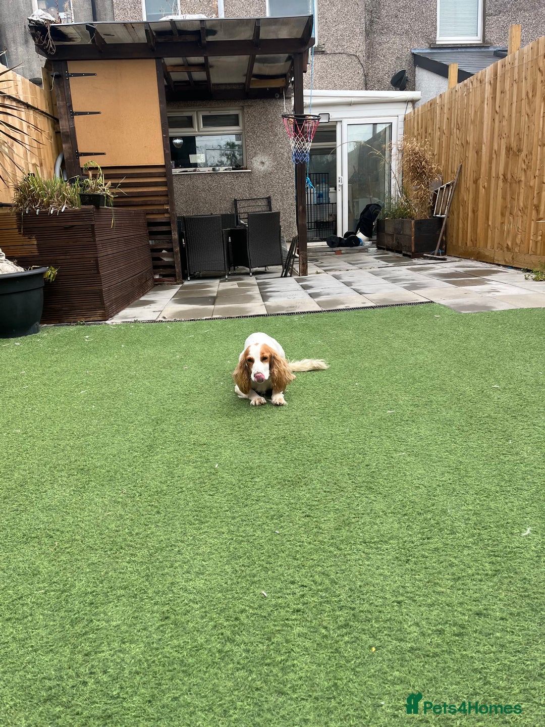 Cocker Spaniel dogs for sale: Cocker spaniel  - Image 2