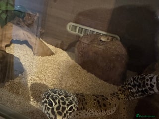 Leopard Gecko reptiles - Advert 5