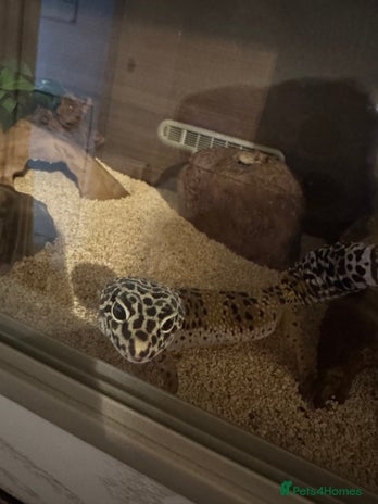 Leopard Gecko reptiles - Advert 11