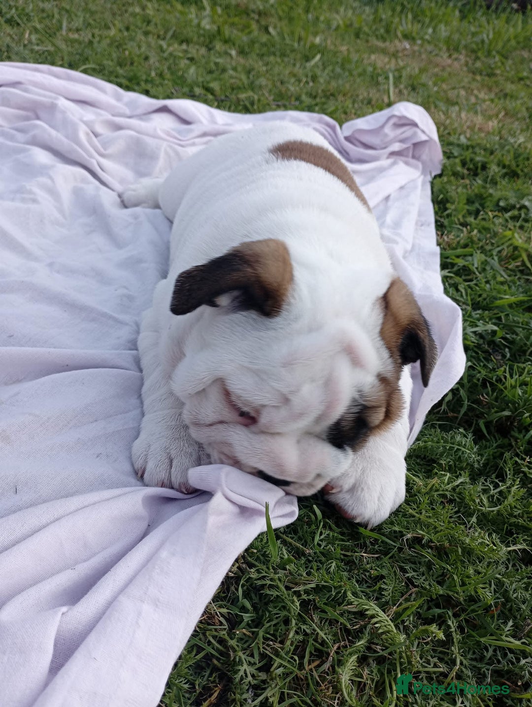 English Bulldog dogs for sale: 😍 Beautiful English bulldog puppies 🐶 ❤️  - Advert 8