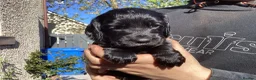 Cocker Spaniel dogs for sale: STUNNING COCKER SPANIEL PUPS  - Advert 3