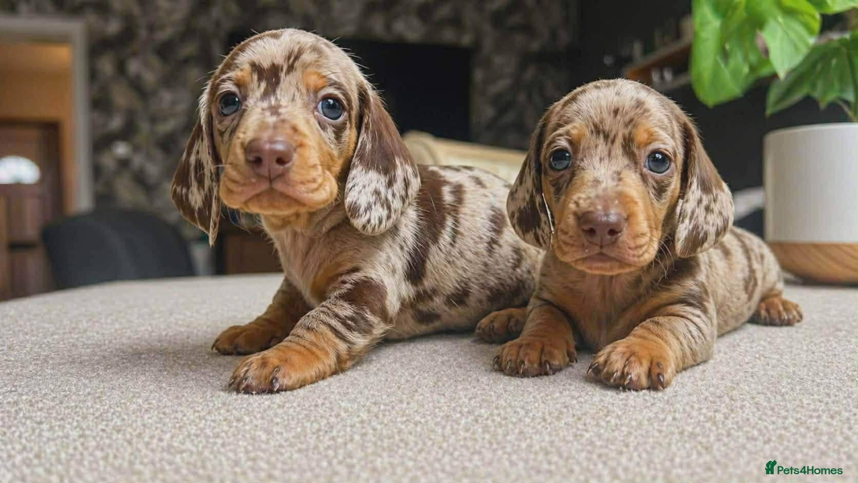 Miniature Dachshund dogs  Mini Dachshund Puppies – Dapple & Chocolate - Advert 1