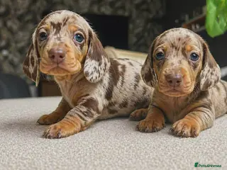 Miniature Dachshund dogs Mini Dachshund Puppies – Dapple & Chocolate - Advert 1