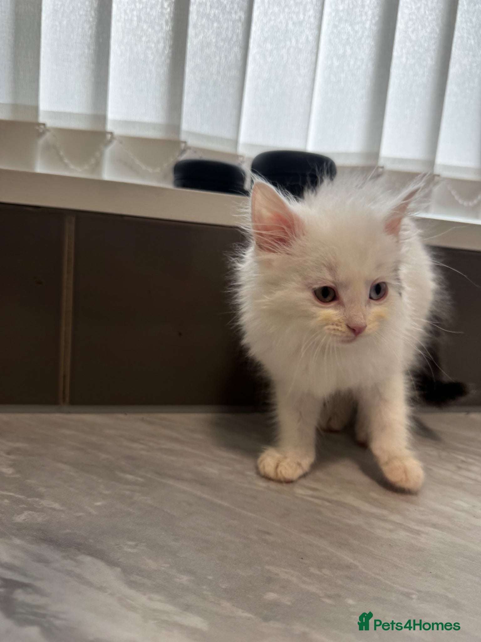 Mixed Breed cats for sale: 3 lovely kittens ready for a new home  - Advert 11