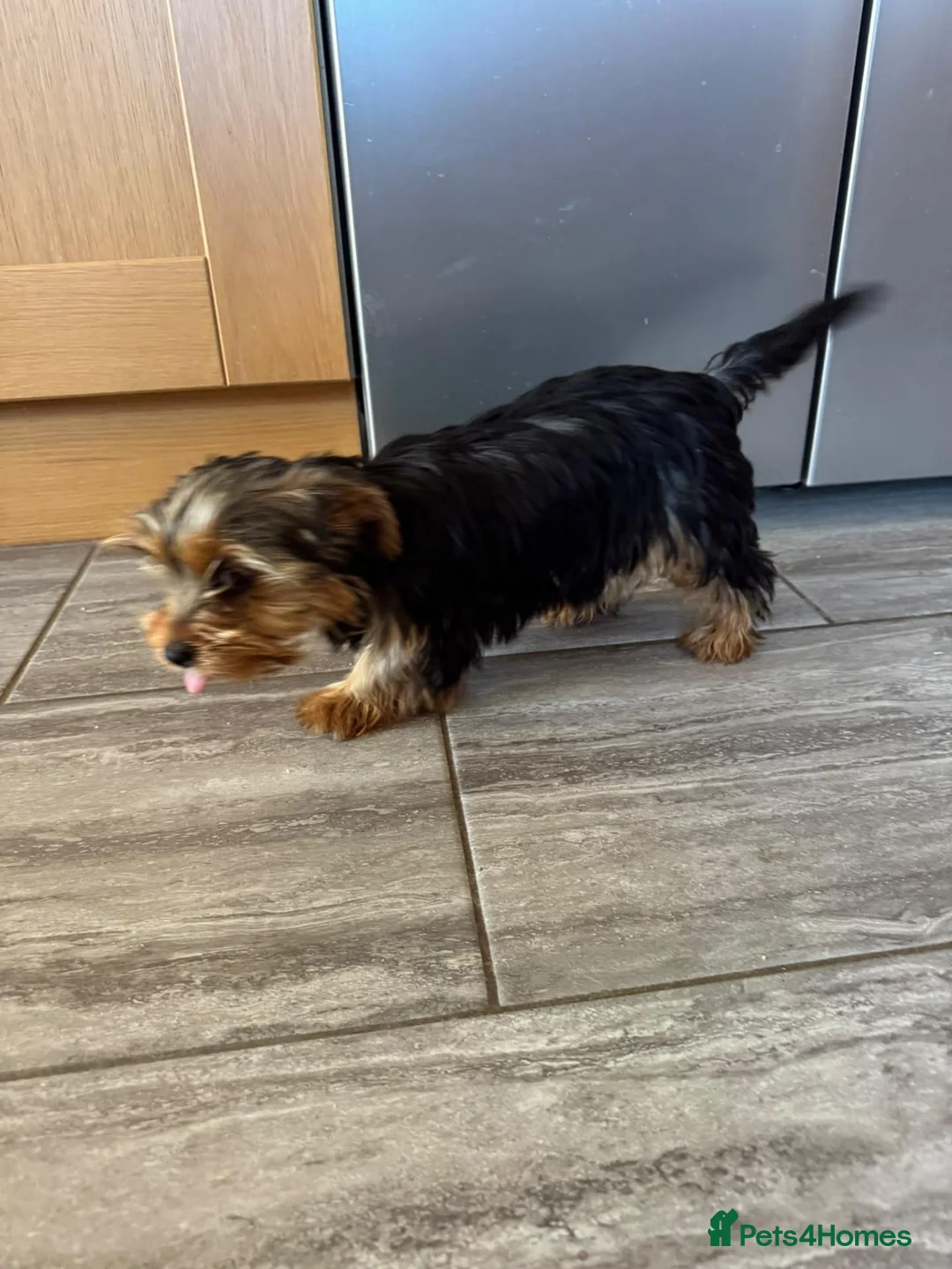 Yorkshire Terrier dogs for sale: Beautiful Pure Yorkshire Terrier Bitch puppies. - Advert 2