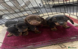Dachshund dogs for sale: Dachshund puppy’s for sale  - Image 1