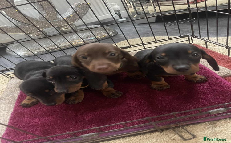 Dachshund dogs - Advert 1