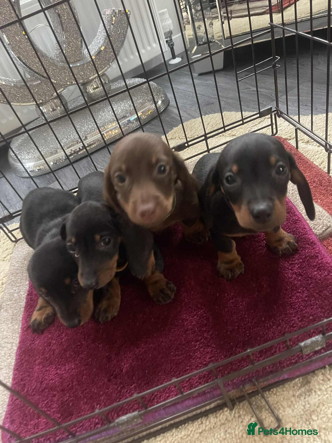 Dachshund dogs for sale: Dachshund puppy’s for sale  - Image 1