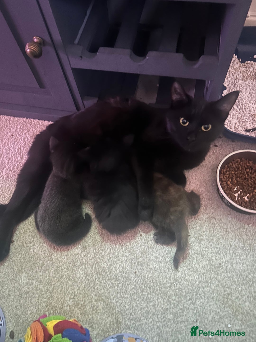 Mixed Breed cats for sale: 3 Adorable Female Kittens - Advert 7