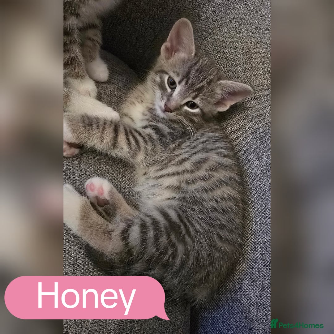 Mixed Breed cats for sale: 🐾 Beautiful Kittens Available 🐾 - Advert 2