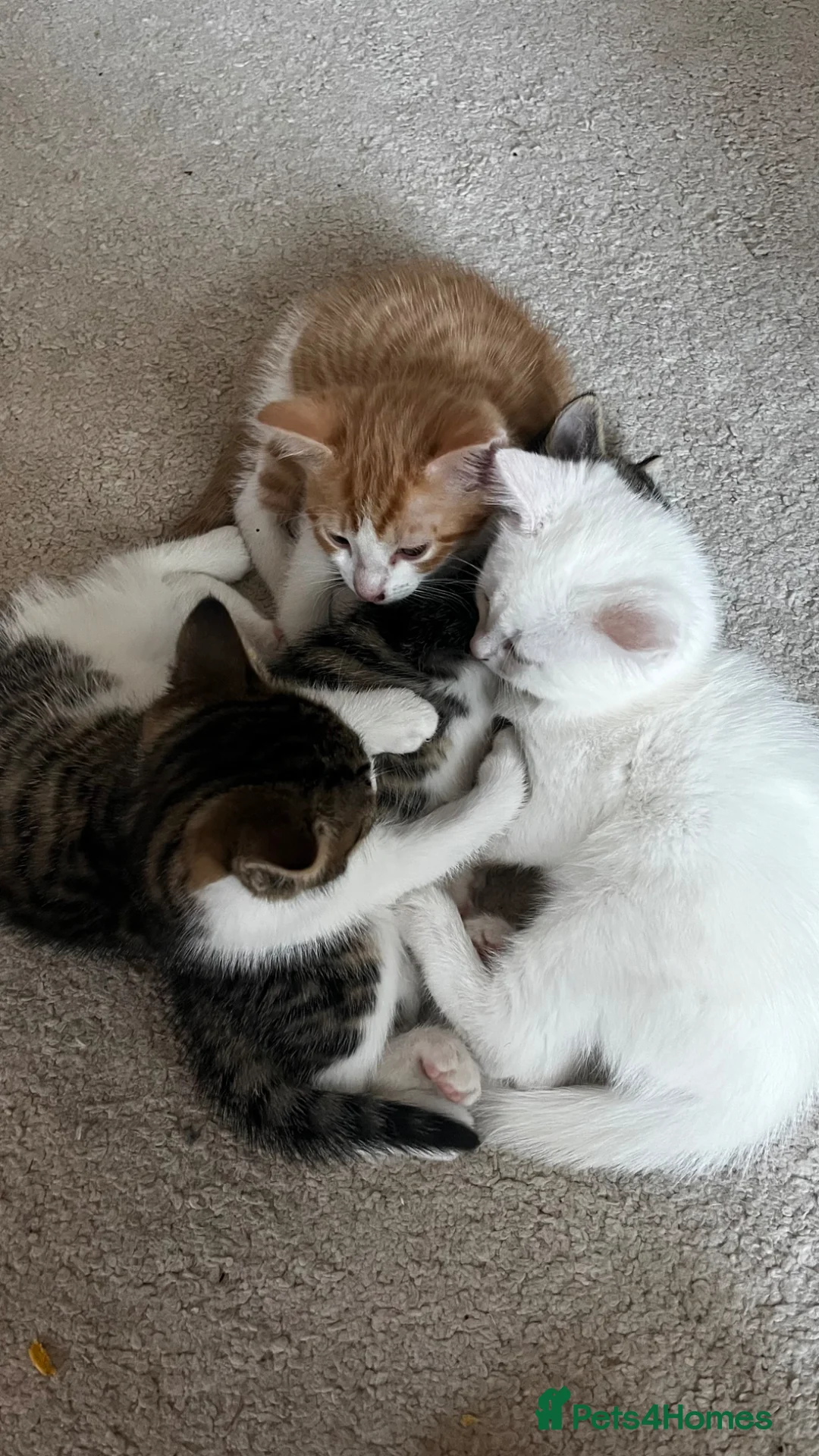 British Shorthair cats for sale: 2 male kittens  in Haverfordwest - Advert 2